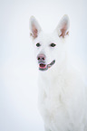 White Swiss Shepherd Dog Portrait