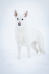 White Swiss Shepherd Dog