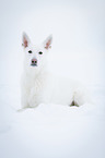lying White Swiss Shepherd Dog