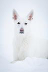 lying White Swiss Shepherd Dog
