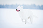 running White Swiss Shepherd Dog