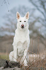 sitting White Swiss Shepherd Dog