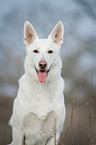 White Swiss Shepherd Dog Portrait