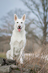 sitting White Swiss Shepherd Dog