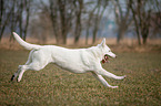 running White Swiss Shepherd Dog