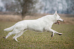 running White Swiss Shepherd Dog