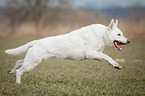 running White Swiss Shepherd Dog