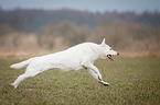 running White Swiss Shepherd Dog