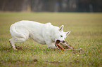 running White Swiss Shepherd Dog