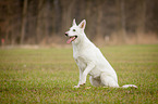 White Swiss Shepherd Dog