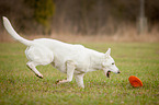 running White Swiss Shepherd Dog
