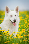 White Swiss Shepherd Dog Portrait