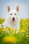 lying White Swiss Shepherd Dog