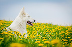 lying White Swiss Shepherd Dog