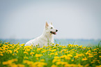 lying White Swiss Shepherd Dog