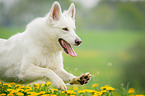 running White Swiss Shepherd Dog