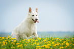 running White Swiss Shepherd Dog