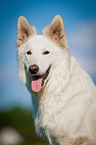 White Swiss Shepherd Dog Portrait