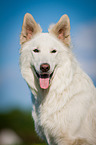 White Swiss Shepherd Dog Portrait