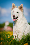 sitting White Swiss Shepherd Dog