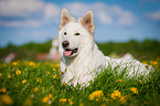 lying White Swiss Shepherd Dog