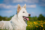 White Swiss Shepherd Dog Portrait