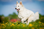 running White Swiss Shepherd Dog