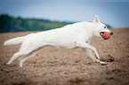 running White Swiss Shepherd Dog