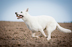 running White Swiss Shepherd Dog