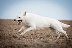 running White Swiss Shepherd Dog