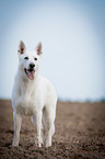 White Swiss Shepherd Dog