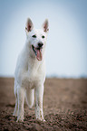 White Swiss Shepherd Dog