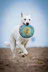 running White Swiss Shepherd Dog