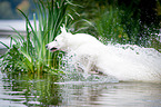 running White Swiss Shepherd Dog
