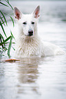 White Swiss Shepherd Dog