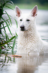 White Swiss Shepherd Dog