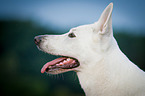 White Swiss Shepherd Dog Portrait