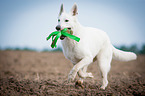 running White Swiss Shepherd Dog