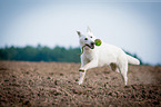 running White Swiss Shepherd Dog