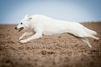 running White Swiss Shepherd Dog