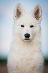 young Berger Blanc Suisse