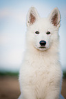 young Berger Blanc Suisse