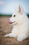 young Berger Blanc Suisse