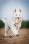 young Berger Blanc Suisse