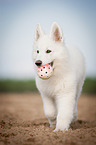 young Berger Blanc Suisse