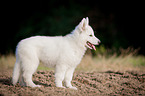 young Berger Blanc Suisse