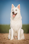 sitting White Swiss Shepherd Dog