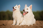 lying White Swiss Shepherd Dog