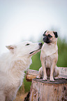 White Shepherd and Pug