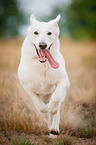 running White Swiss Shepherd Dog